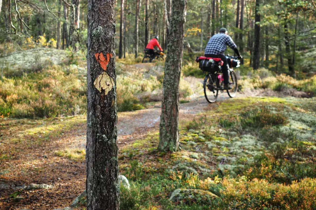 Zwei Radfahrer genießen Bikepacking in Schweden. Ein Baum mit Markierung im Vordergrund, im Hintergrund ein Waldweg.
